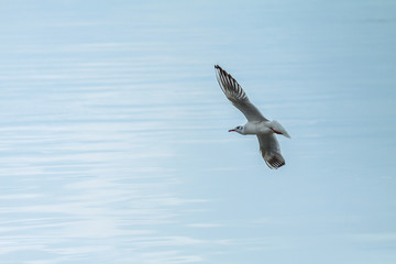 seagull in flight