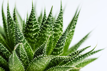 green leaves of fern