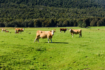 Naklejka na ściany i meble cattles on a meadow