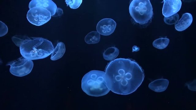 Jelly Fish background