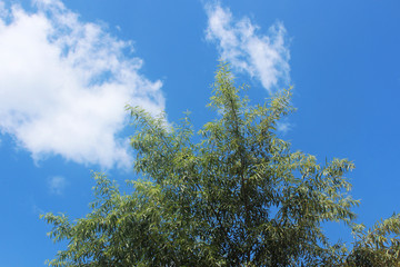 하늘 과 나무가지 잎