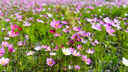 Obraz premium colorful flowers in the garden