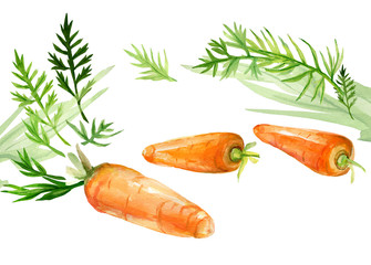 Watercolor drawing of carrots on a white background.
