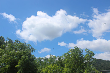 구름 과 나무가지