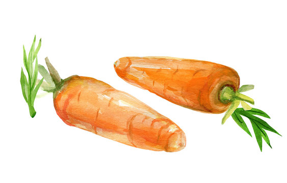 Watercolor drawing of carrots on a white background