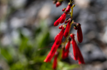 red bell shaped flowers in sun light