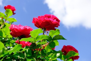 Rot blühende Rosen 