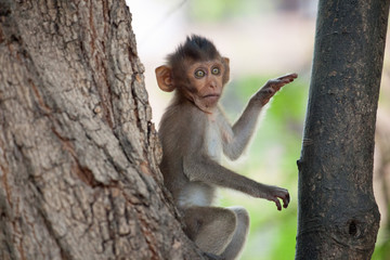 Fototapeta premium 可愛いサル 