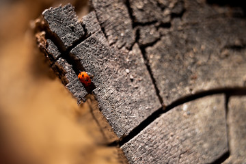 lady bug crawling  on a log