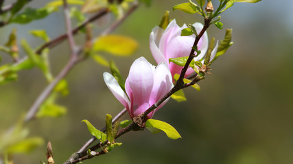 Magnolia flower on the tree branch