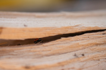 lady bug hiding in a log