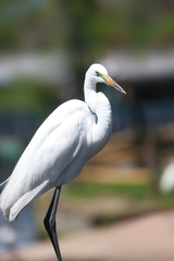 Close up shot of Snow white Egret