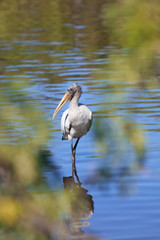 Juvenile wood stork in the lake