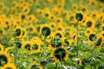 CUMMING, GA - JULY 10:    (Photo by David J. Griffin)