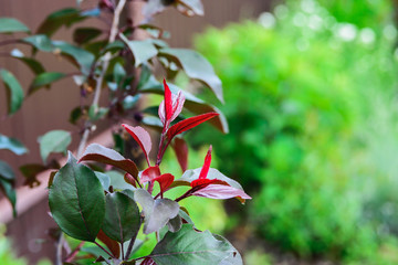 landscape designer caucasian woman pruning young growth stem of decorative apple tree plant on garden plot, close up top view of vertical outdoors stock photo image