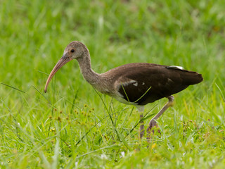 Brown ibis roaming on grass