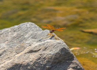 Eastern Amberwing Dragonfly
