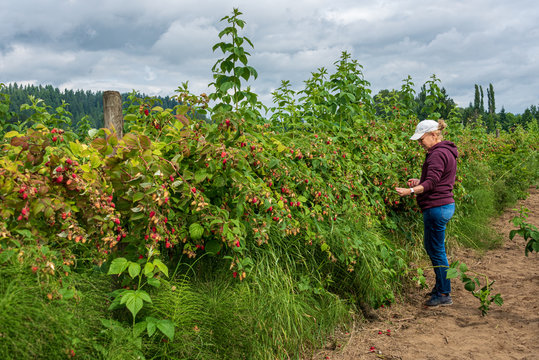 Woman on a farm picking fresh raspberries on a stormy day, wearing blue jeans, maroon sweatshirt and white baseball hat, Pacific Northwest