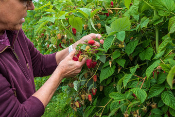 Close up of woman on a farm picking fresh raspberries on a rainy day, Pacific Northwest