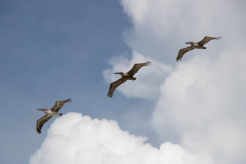 Three Grey Herons Flying