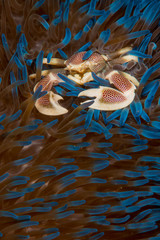 Image of Porcelain Crab printed on Printed Glass Basin Splashbacks