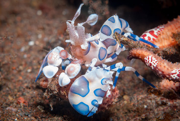 Harlequin Shrimp