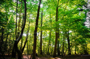 Vital forest in spring with deciduous green trees and sunlight. (Epping Forest, London, United Kingdom)
