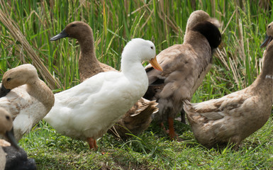 Bali ducks in rice fields in Bali, Indonesia