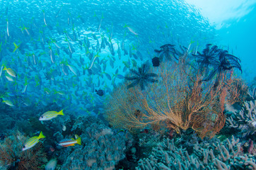 Naklejka na ściany i meble Coral Reef Underwater