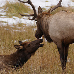 A Bull Elk and Cow Elk Share a Moment During the Rutting