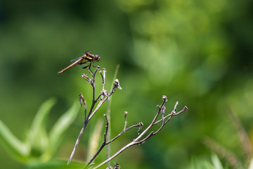 Dragonfly on dead branches