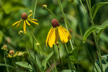 Black-eyed Susan flowers