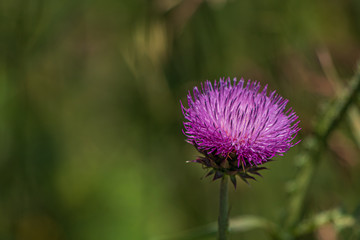 Thistle flower