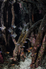 Fototapeta na wymiar Underwater Mangroves