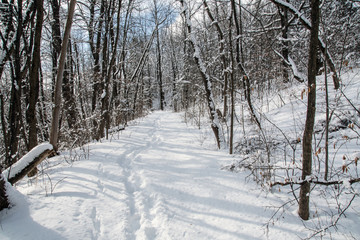 road in winter forest with footprints