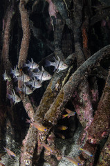 Underwater Mangroves