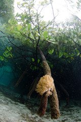Underwater Mangroves