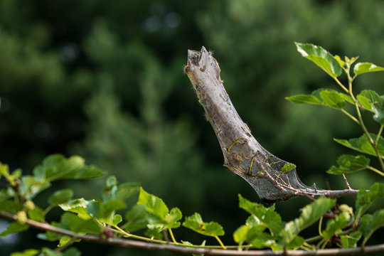 Webworms on tree branch