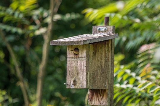 House Wren In Nest Box