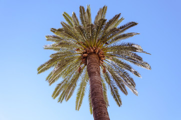 Under view of a palm tree against a blue sky