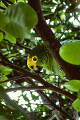 parrot on a branch