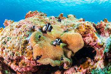 Naklejka na ściany i meble Pair of Anemonefish and sea anemone