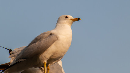 Seagull