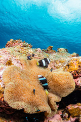 Pair of Anemonefish and sea anemone