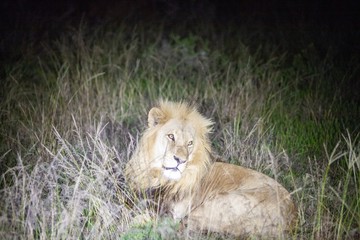 South African Lion at night