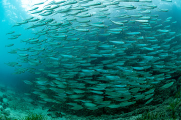 Fototapeta na wymiar School of Juvenile sardine