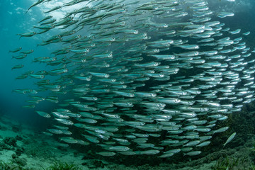Fototapeta na wymiar School of Juvenile sardine