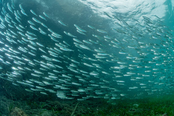 School of Juvenile sardine