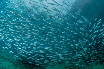 School of Juvenile sardine