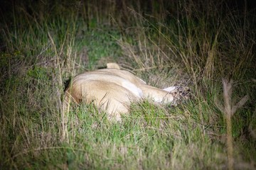 Obraz premium South African Lion at night